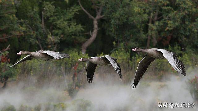 长风万里送秋雁