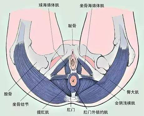 女性耻骨在哪个位置图图片