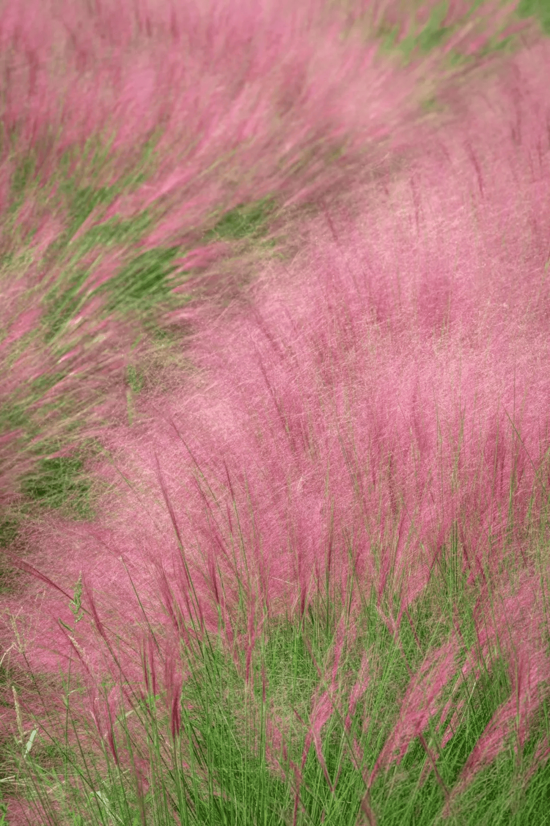 盱眙粉黛花海图片