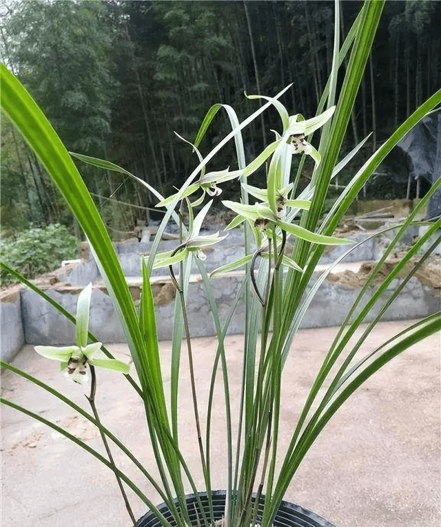 下山兰新宠——细叶寒兰,稀少珍贵,花开后潇洒飘逸,一起来看看