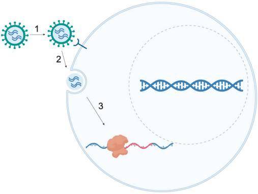 非病毒新型递送：深度剖析类病毒载体（VLP）工艺，助力基因药物开发_系统_团队_蛋白