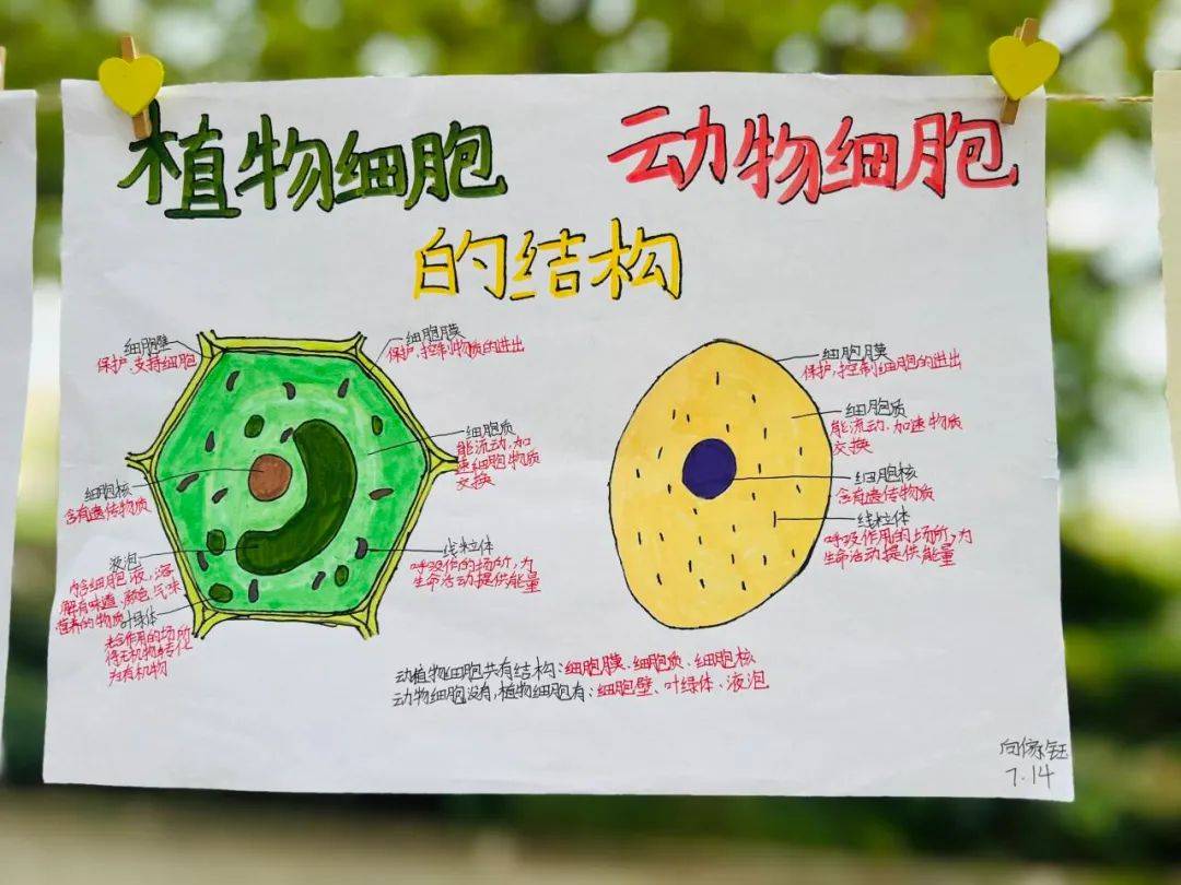 观生命之美 | 安居育才初中部细胞模型制作生物学科特色活动_结构