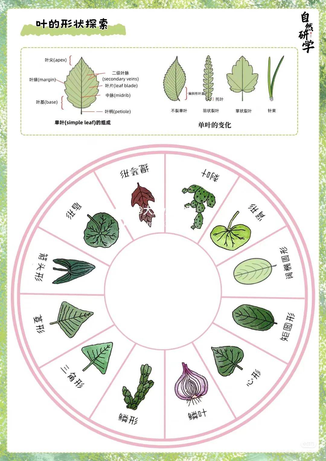 叶子的形状调查表图片