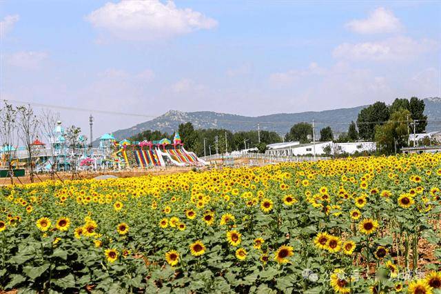 龙湖花海生态观光园图片