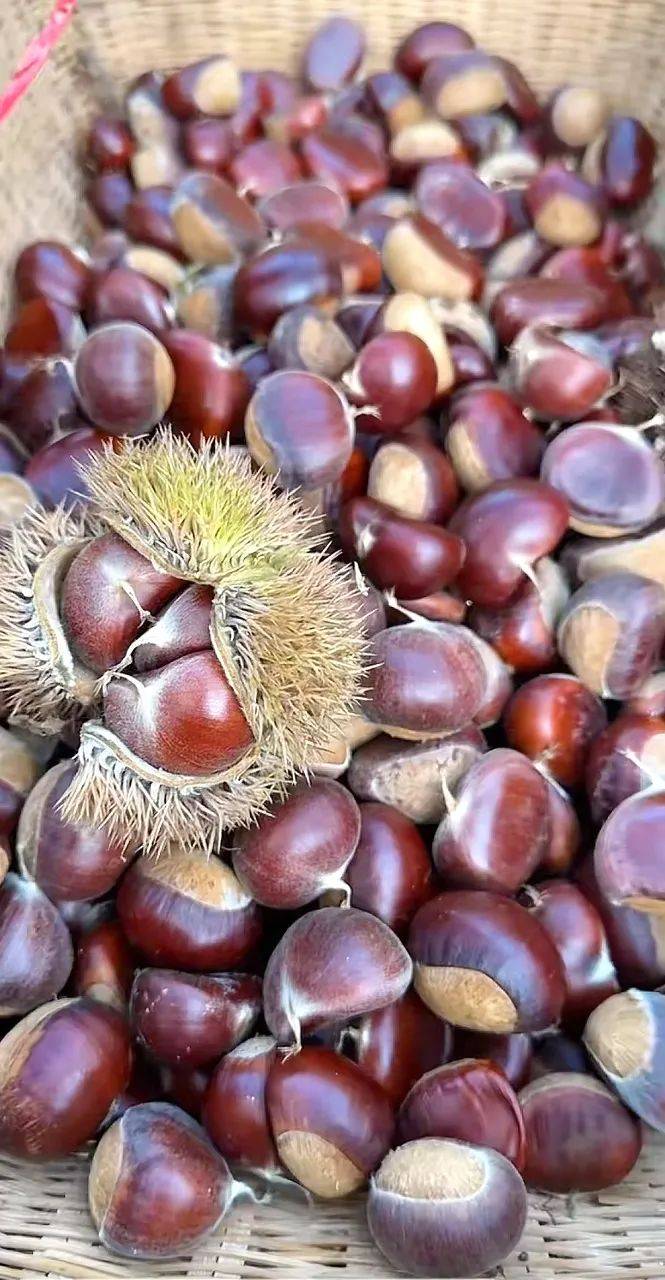 信阳90后小两口返乡直播卖板栗,一年跻身行业头部商家 信阳90后小两口返乡直播卖板栗,一年跻身行业头部商家