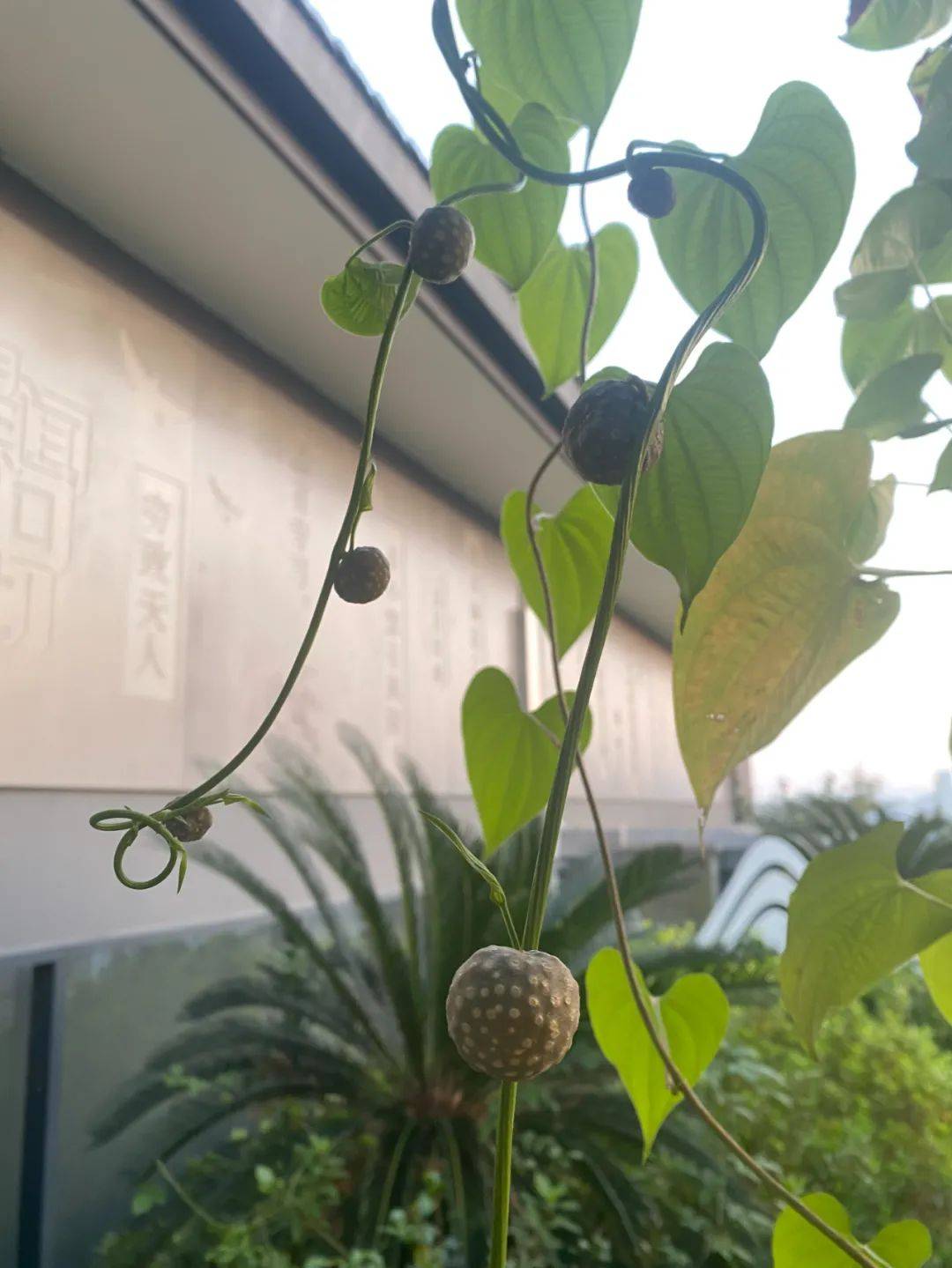 【院内有草,每周一方】 黄独_中药_植物_民间