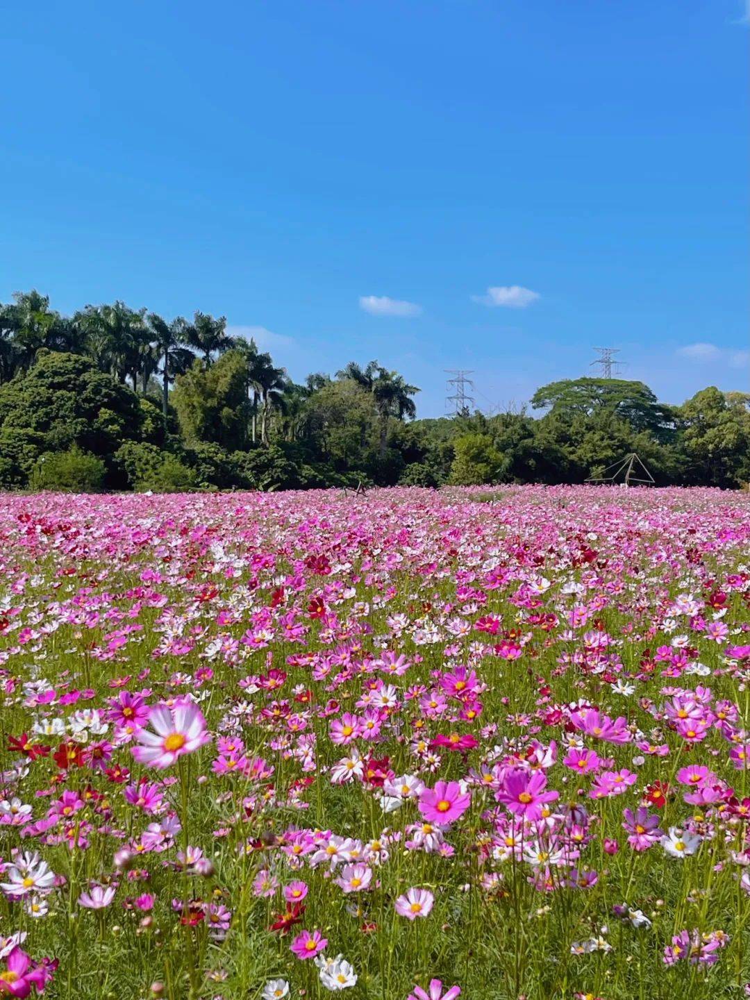 深圳花海旅游景点图片