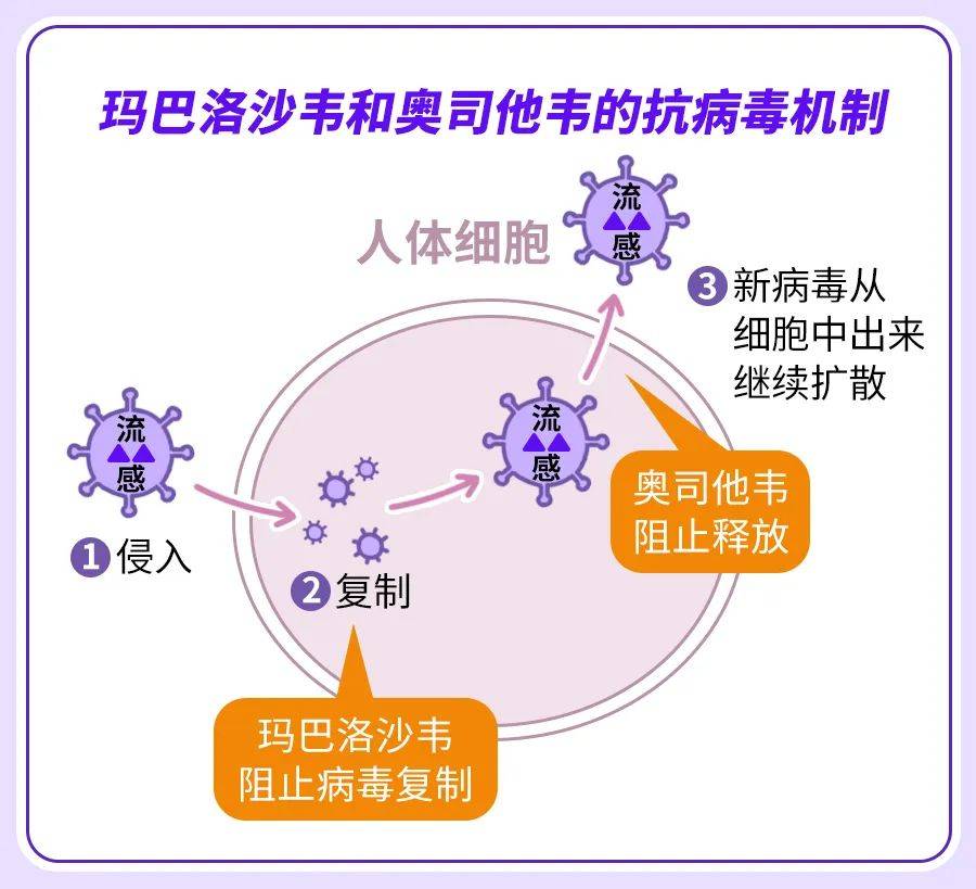 以奥司他韦为例,虽然病毒队伍在身体中不断壮大,但奥司