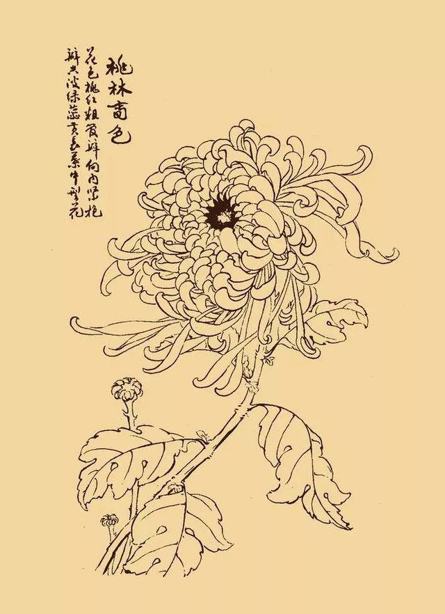 杭白菊画法图片