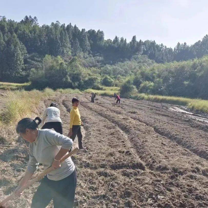 【本地】君埠乡秋播冬种一片忙,“冬闲田”变“增收田”_种植_油菜_产业