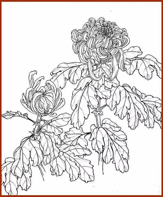 菊花白描,也是极美的!