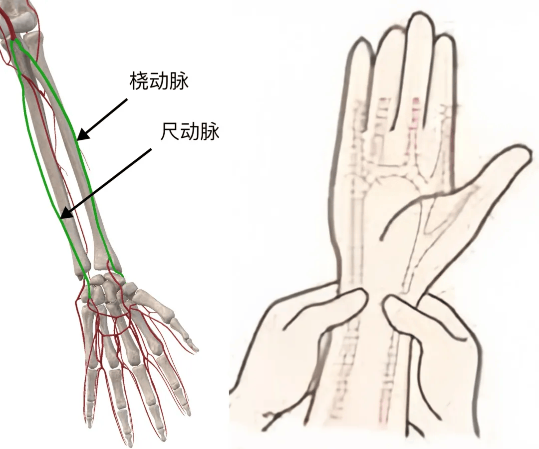 手指上有动脉吗图片