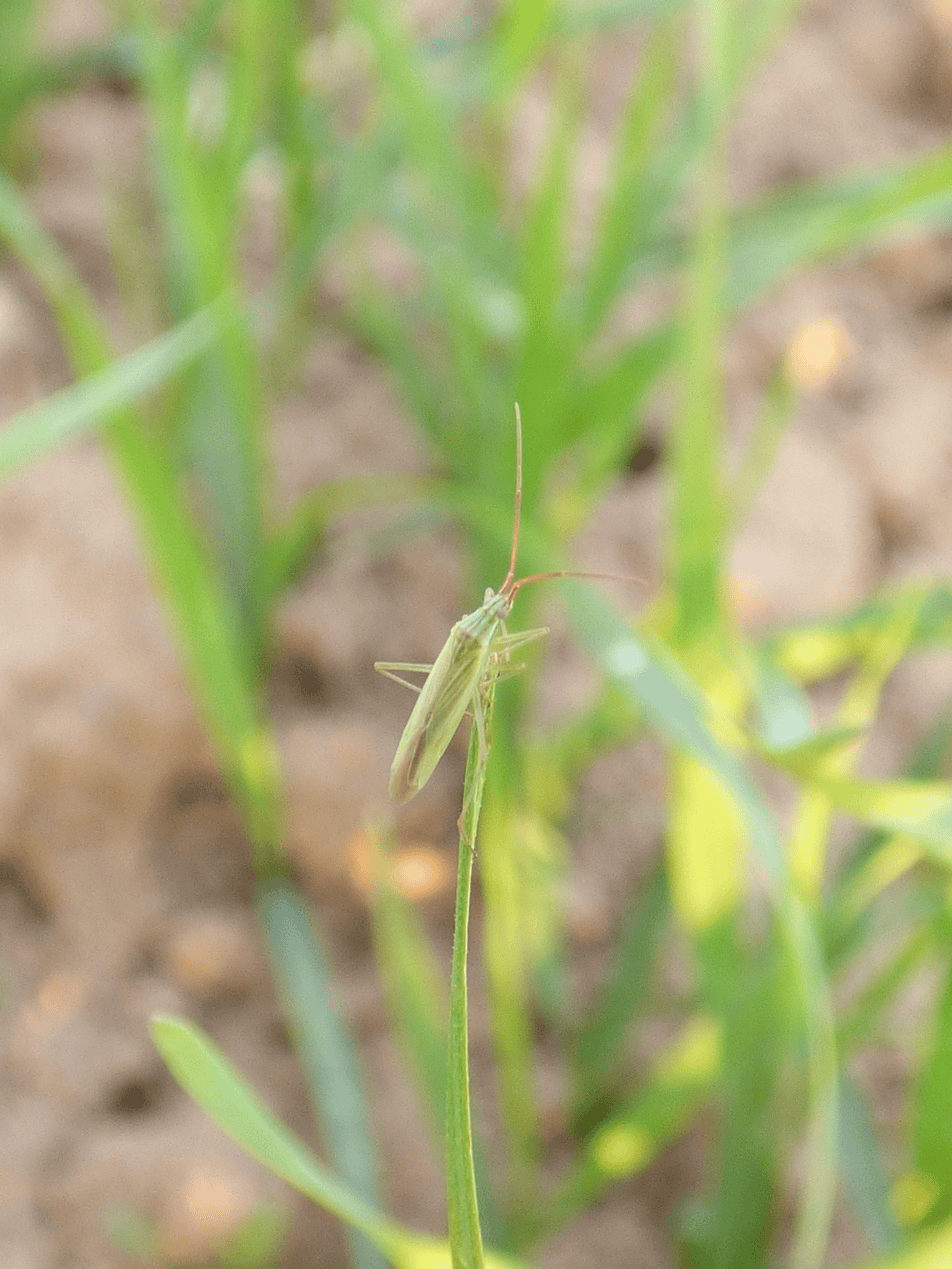 三农科普|冬小麦田惊现条赤须盲蝽,会形成为害吗?听专家来解惑