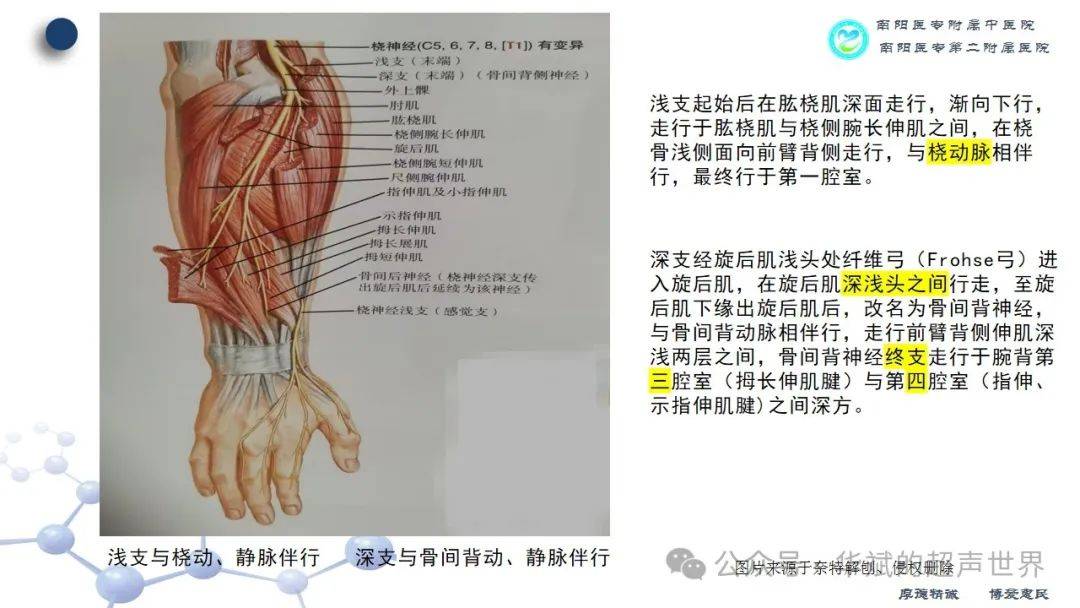 桡神经走行示意图图片