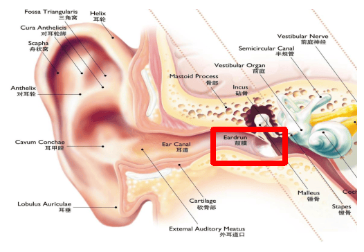 鼓膜穿刺位置图片