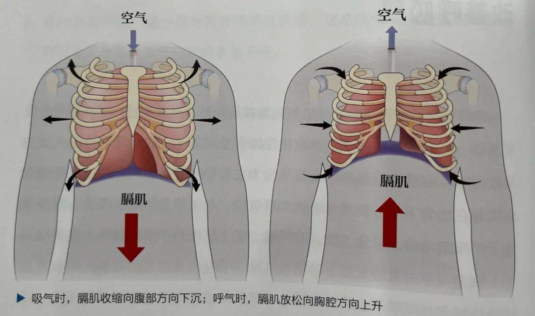 膈肌和肋间外肌图片