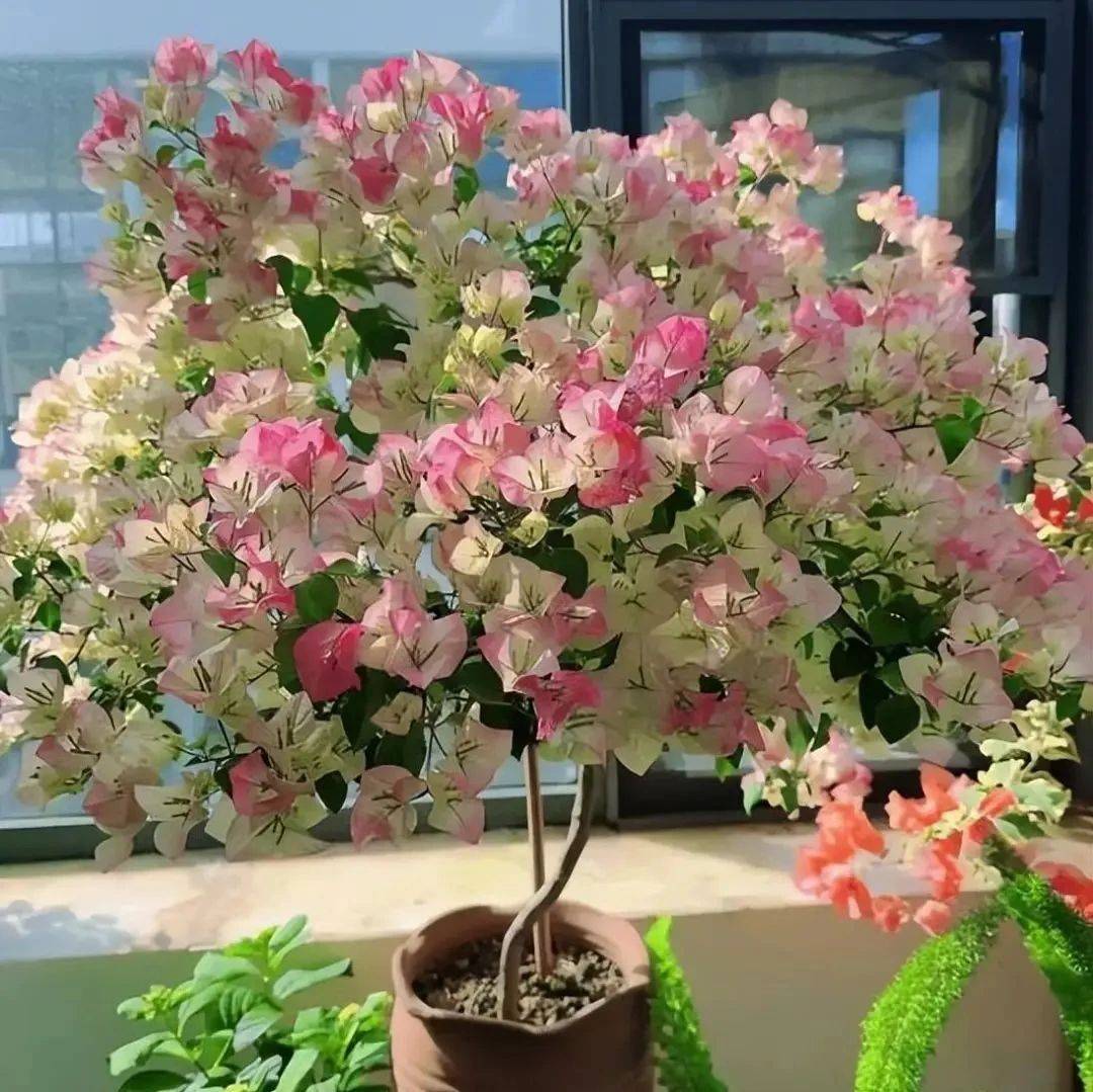古画赏花| 清·恽寿平花卉图册六幅