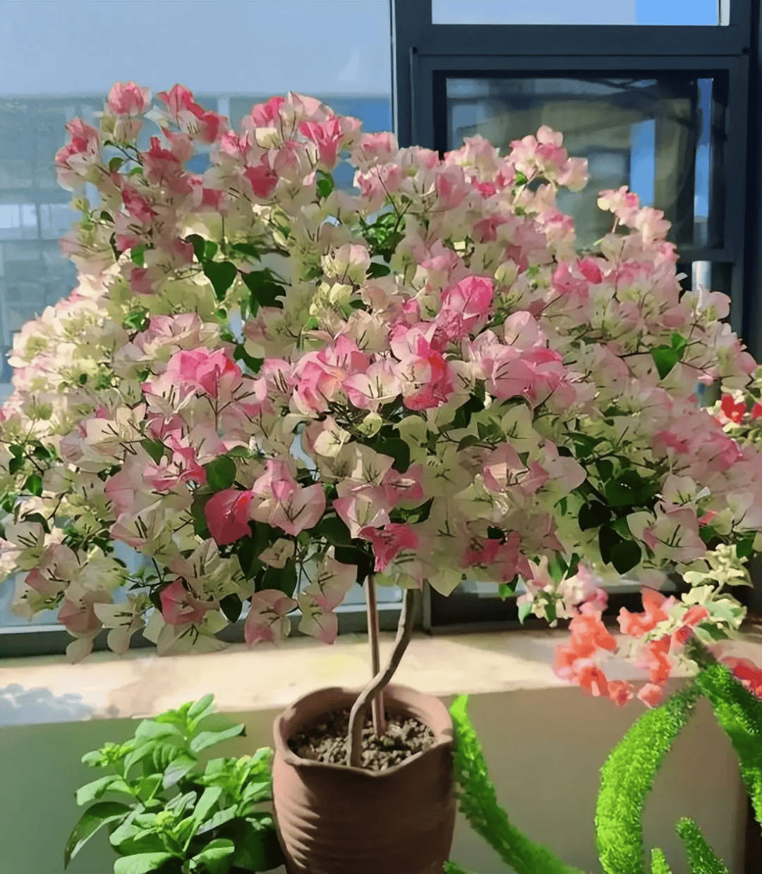 适合新手种植的6种花，号称“开花小能手”，一开就是大半年_花卉_