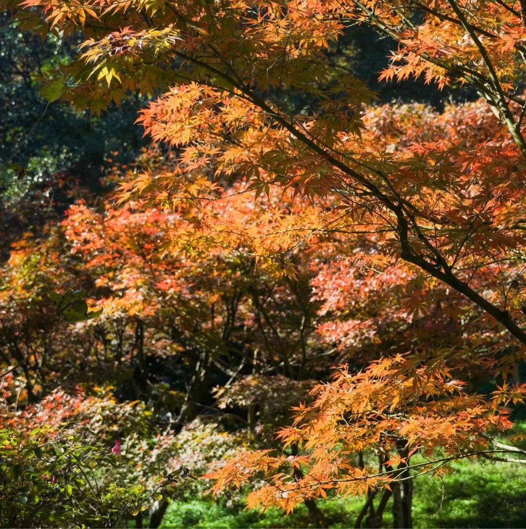 岳麓山红枫图片