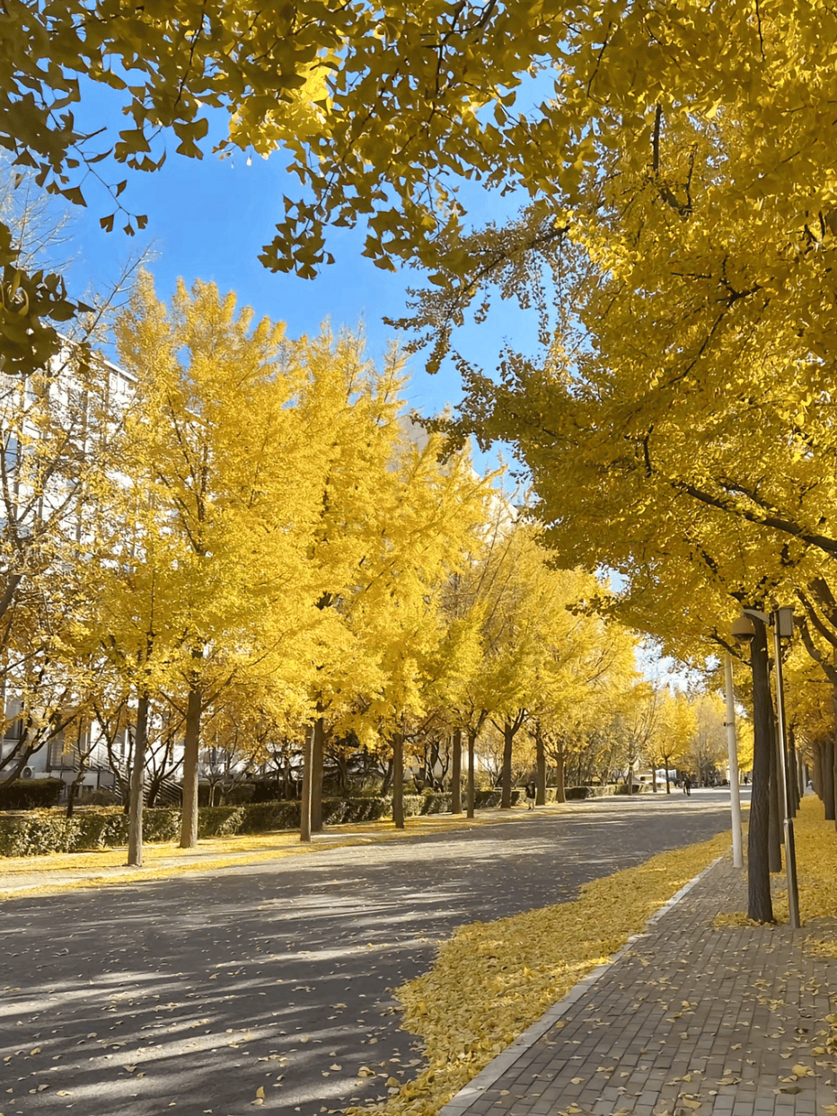 高校风景图片