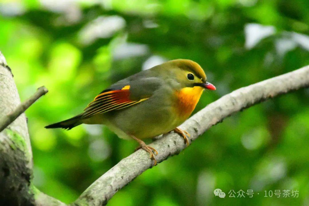 红嘴鸟叫声大全图片