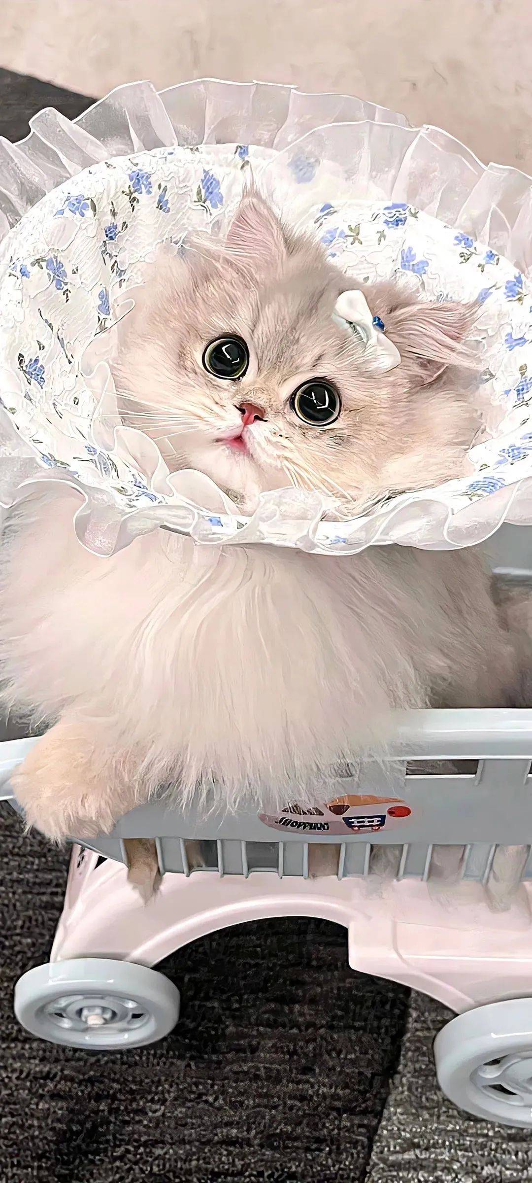 Χ˴
