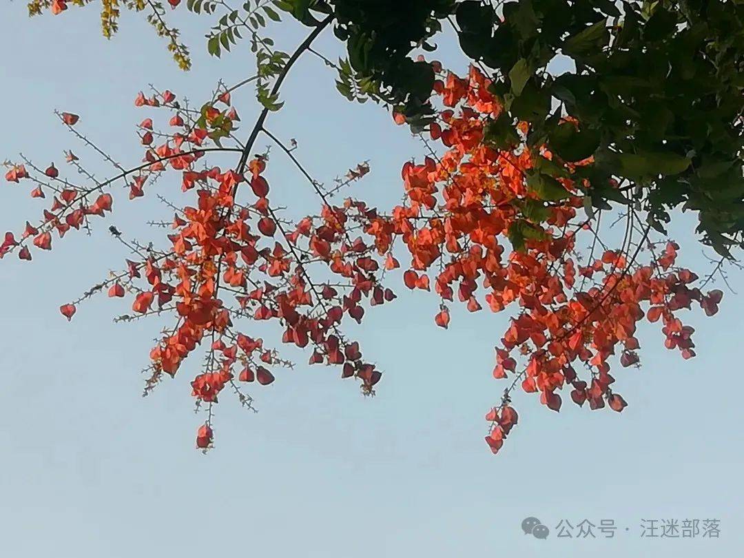 【汪迷部落】雨中木槿|人间草木:栾树,比花美的树_木兰芽_行走_香椿