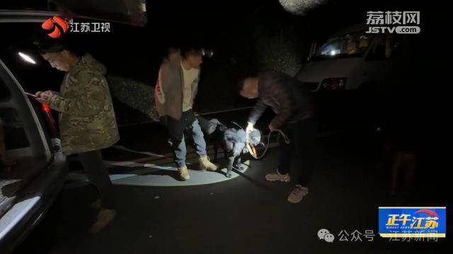 300斤大野猪被迅速捕猎!南京老山里有一队“野猪赏金猎人” 300斤大野猪被迅速捕猎!南京老山里有一队“野猪赏金猎人”