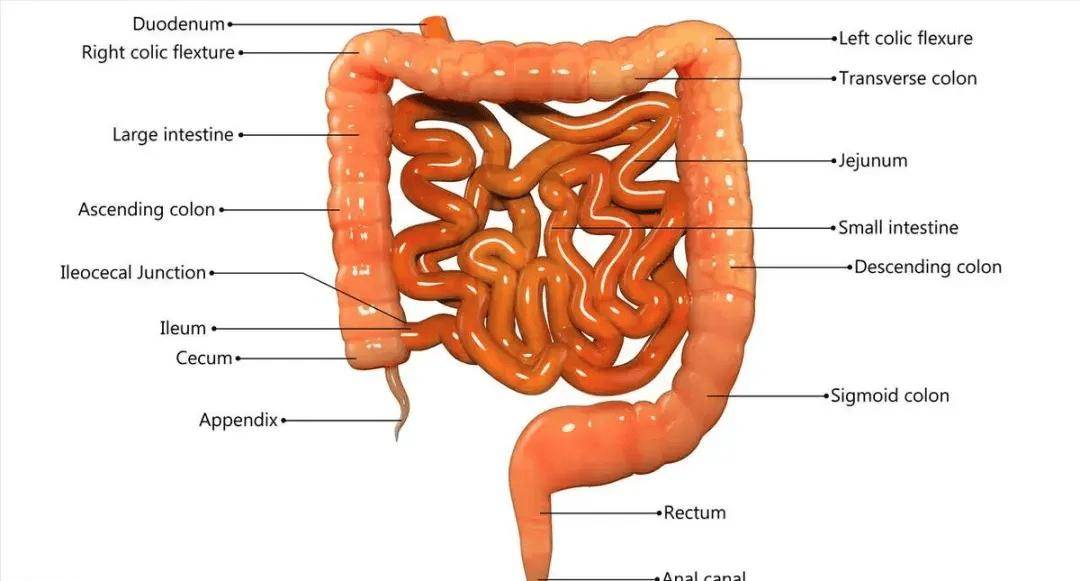 肛门与肠道结构图片图片