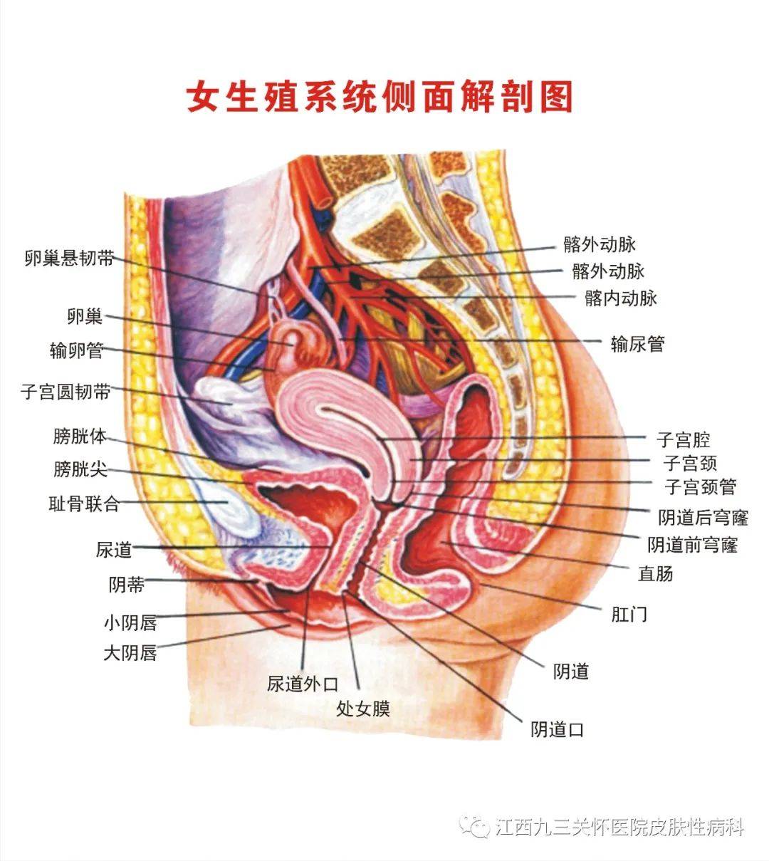 子宫附件盆腔图片