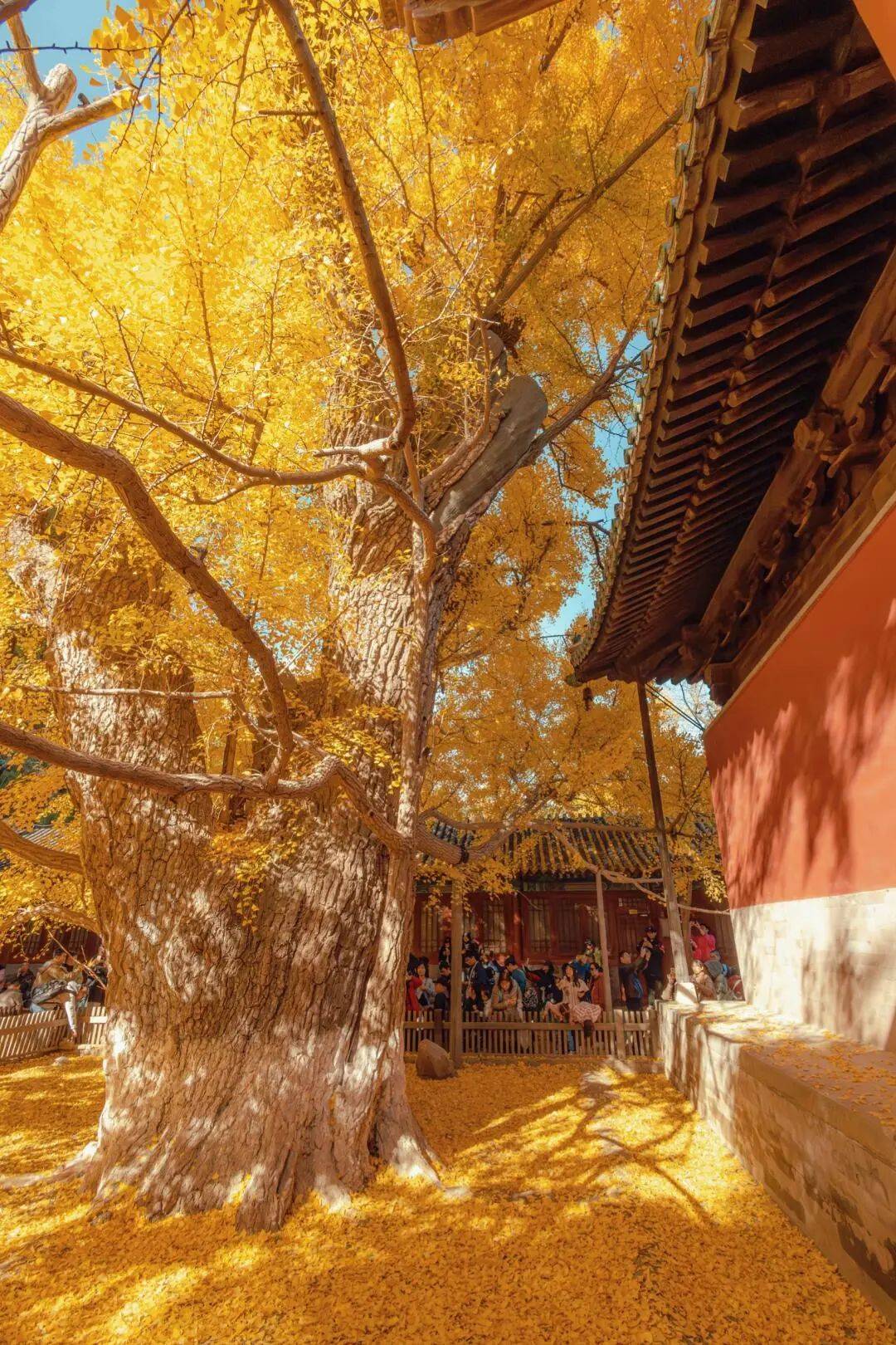 图源sansan后改名灵泉寺明重建后改为大觉寺金代时大觉寺为金章宗
