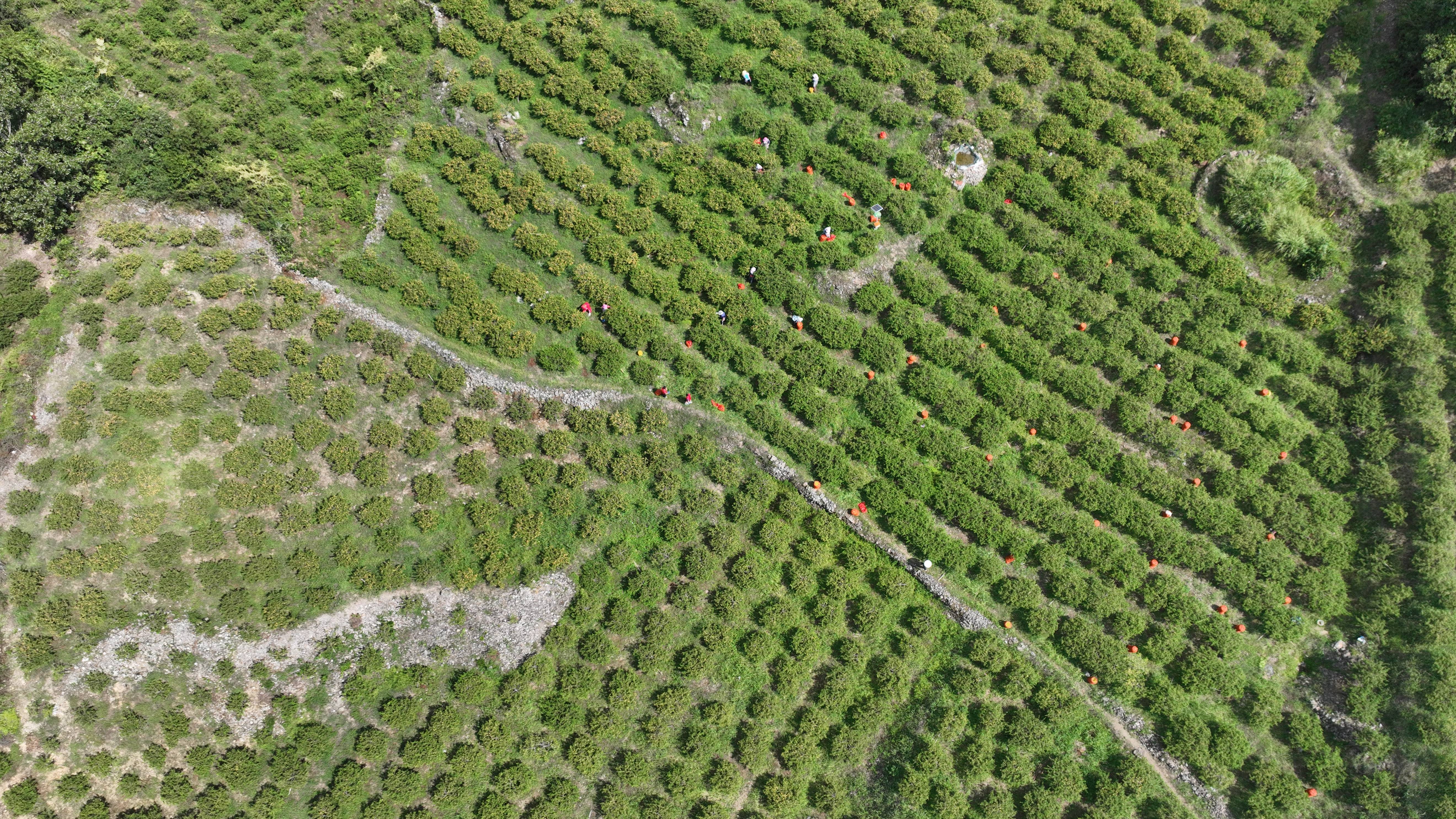 —黔南州龙里县把刺梨产业发展成为甜蜜事业