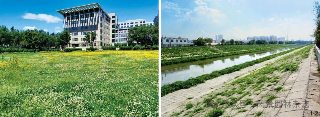 LA专题 | 城市再野化的科学依据是什么? | 胡尚春 刘佳慧 苏醒 李宝琴_自然_基础_理论