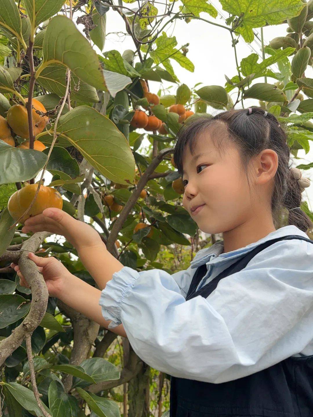 "蕊春四季风·秋日探索"项目化学习二年级专辑