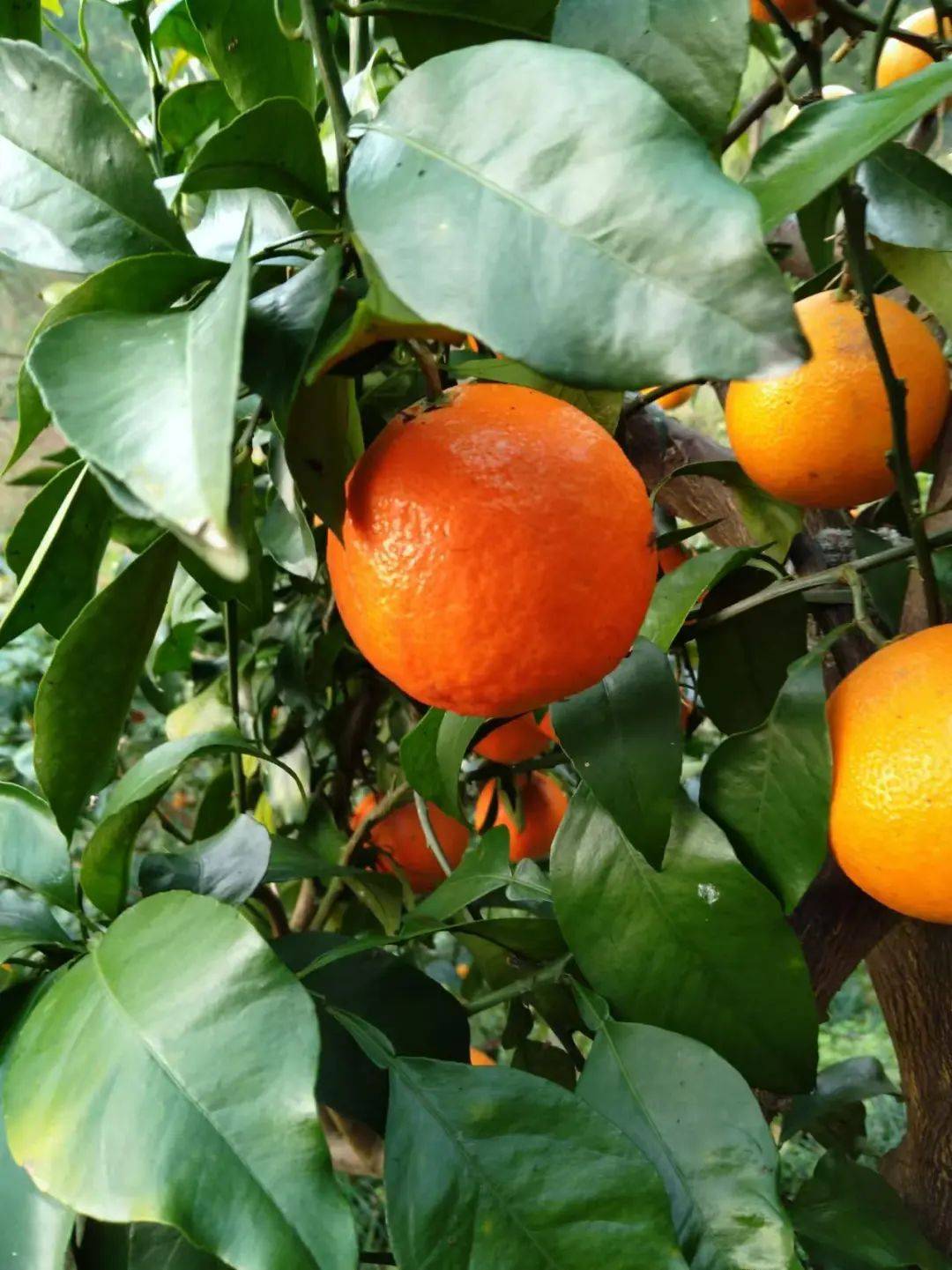 从枝头甜到舌尖达州这里的爱媛橙熟了