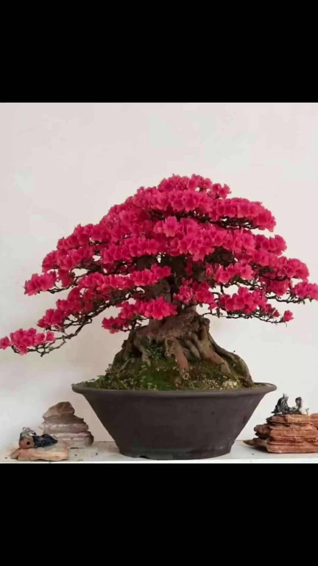 映山红 可以做盆景,可以种在院子里,耐热又耐寒,开花还好看花卉绿植