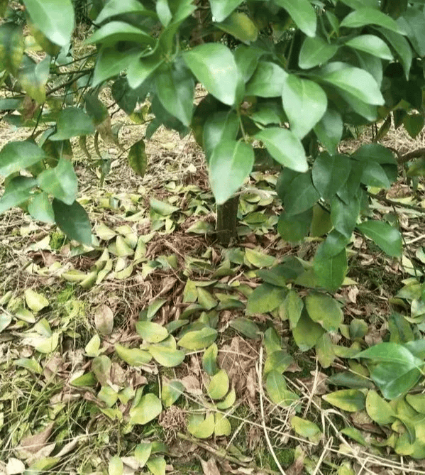 【果技精选】柑橘冬季落叶的预防措施