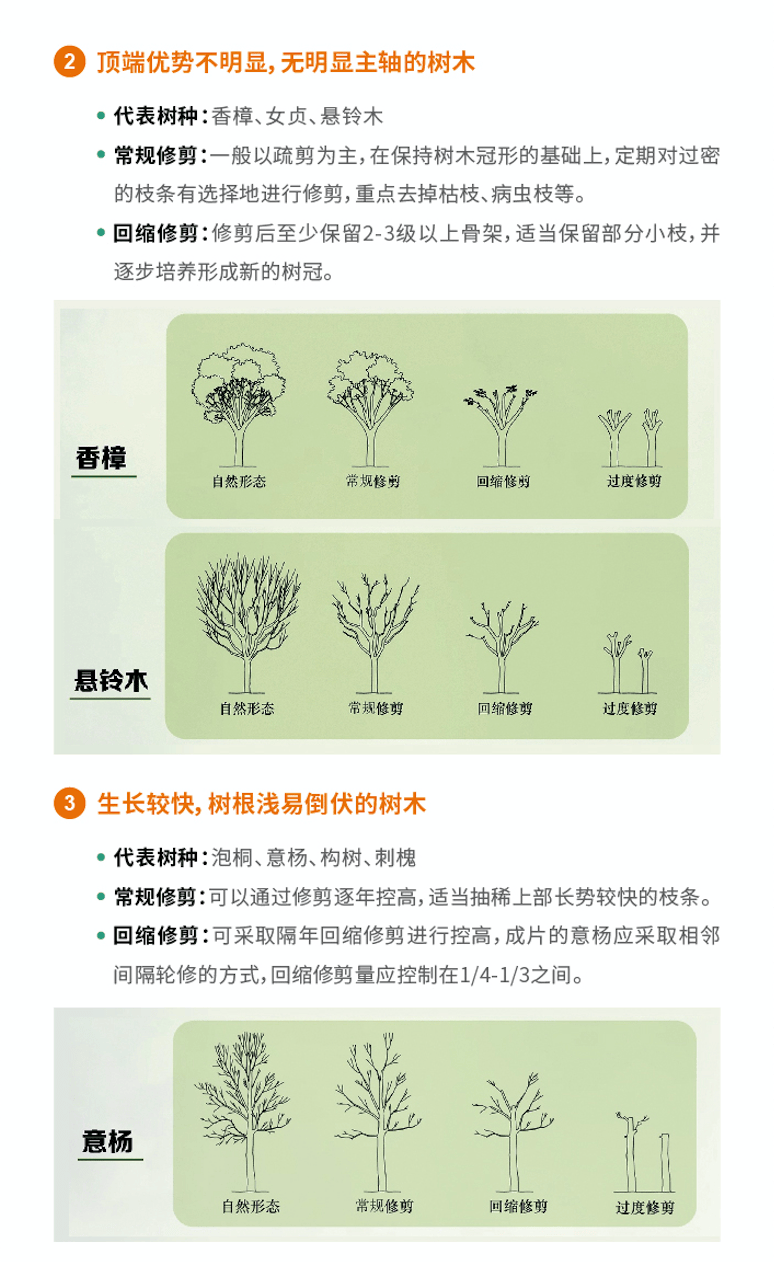 花树修剪技术图解图片