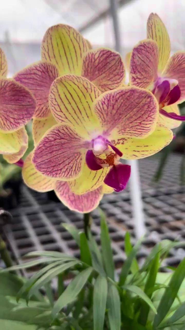 三色鸟蝴蝶兰精品划算哦兰花花卉绿植国兰好物分享618好物节翁兰绿植