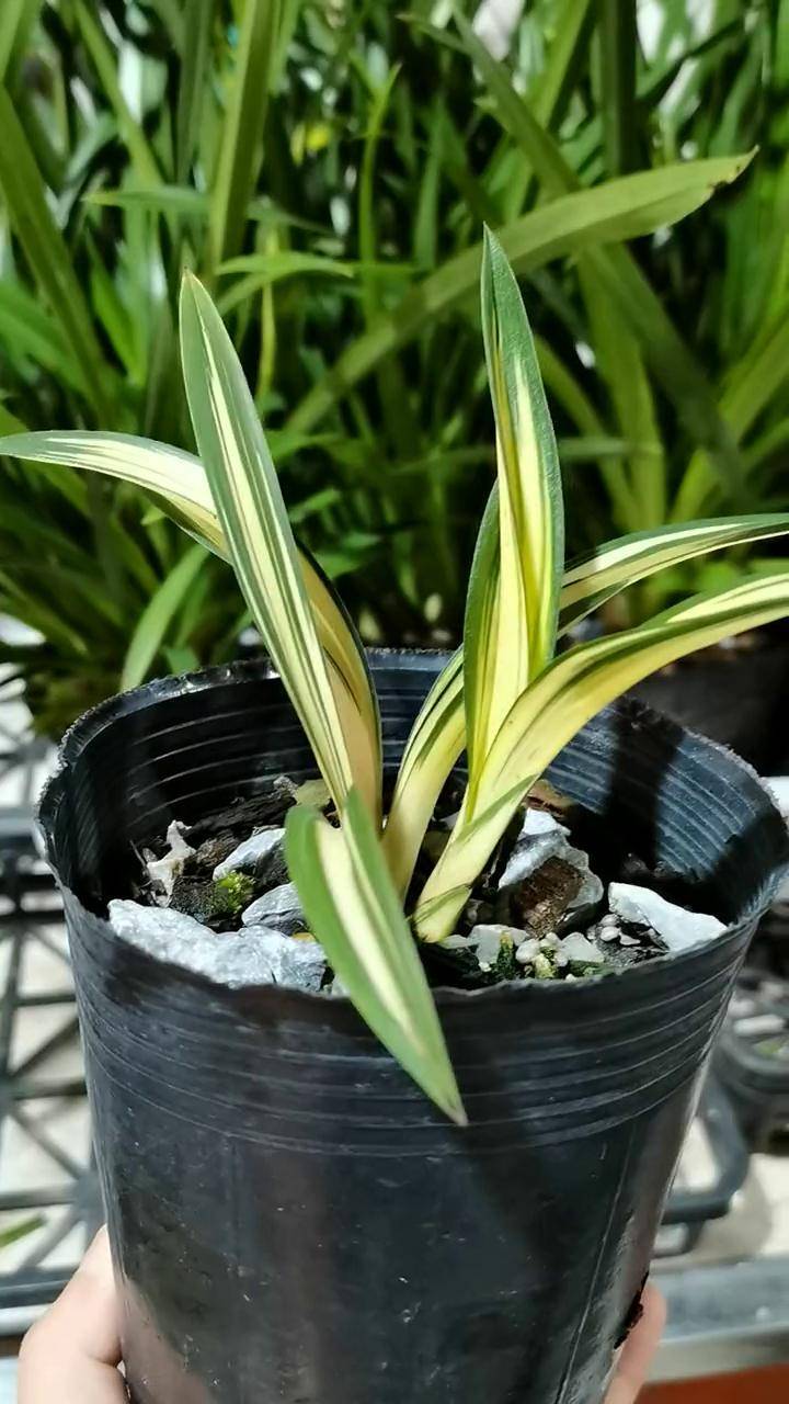 黄金达摩 兰花 高端兰花