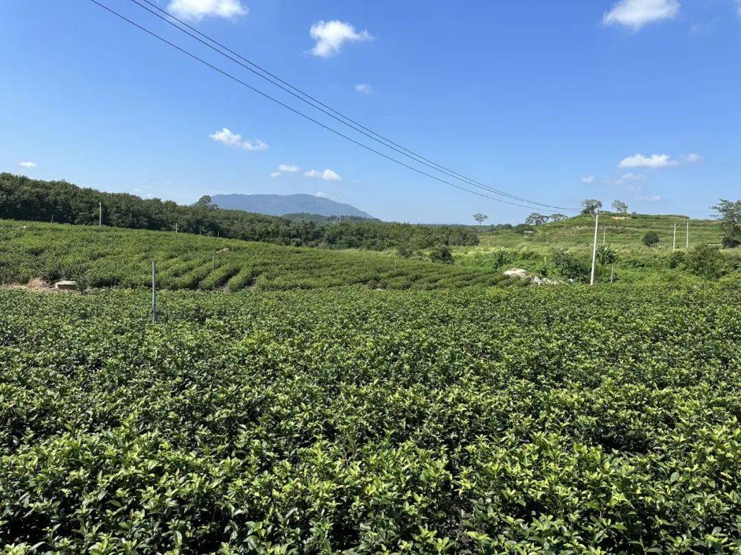 华体会入口茶道·白沙 “薄沙茶”荣获“中国好红茶”产品称号(图4)