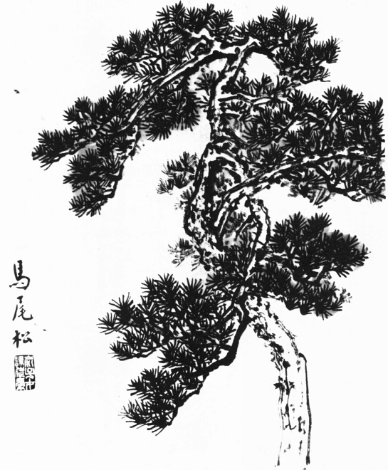 各种松树的画法示范_松针_书画_金雪松