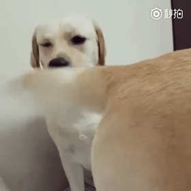 拉布拉多的尾巴打人有多疼?这酸爽只有被抽过的人才懂!