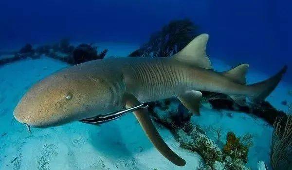 铰口鲨:海洋中的夜色斑点舞者