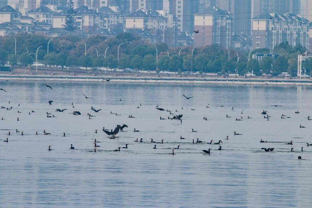 500只普通鸕鶿在武漢捕魚，專家：整個(gè)冬天都能看到，每只鸕鶿一天可吃10余斤