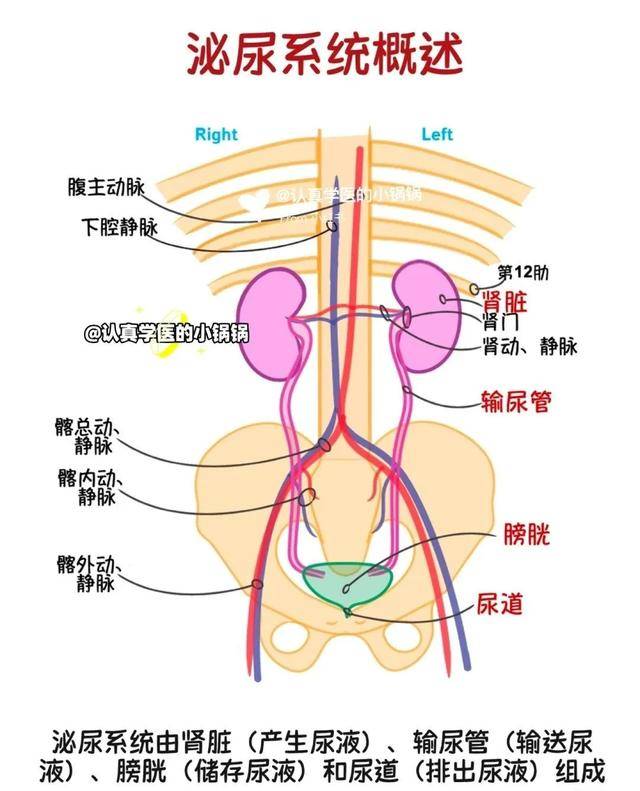泌尿系统感染(肾孟肾炎,膀胱炎和尿道炎)!咱老百姓有验方