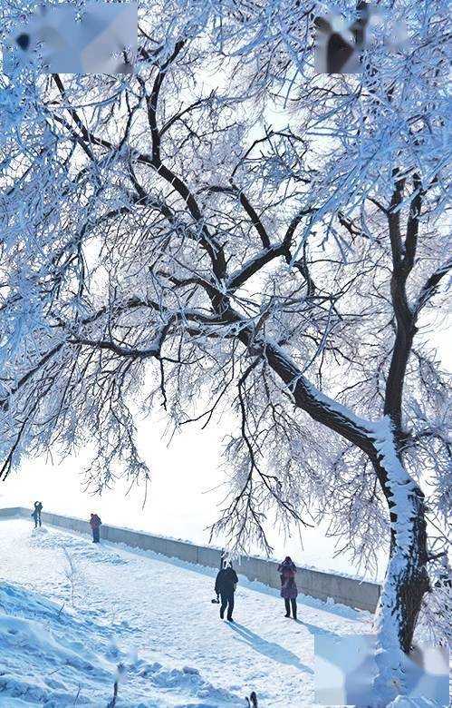 天国的树雪景图片