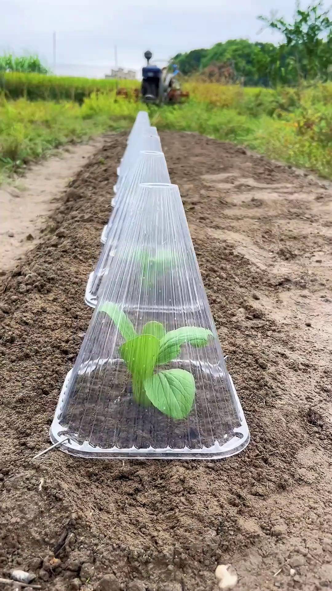 透明罩 植物幼苗保护罩,防寒抗冻 三农工具