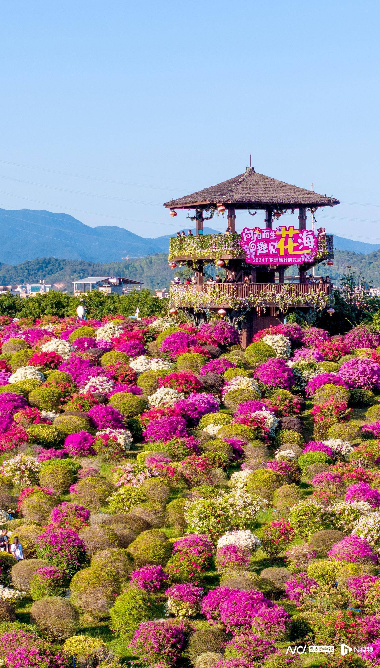 杜鹃花展图片