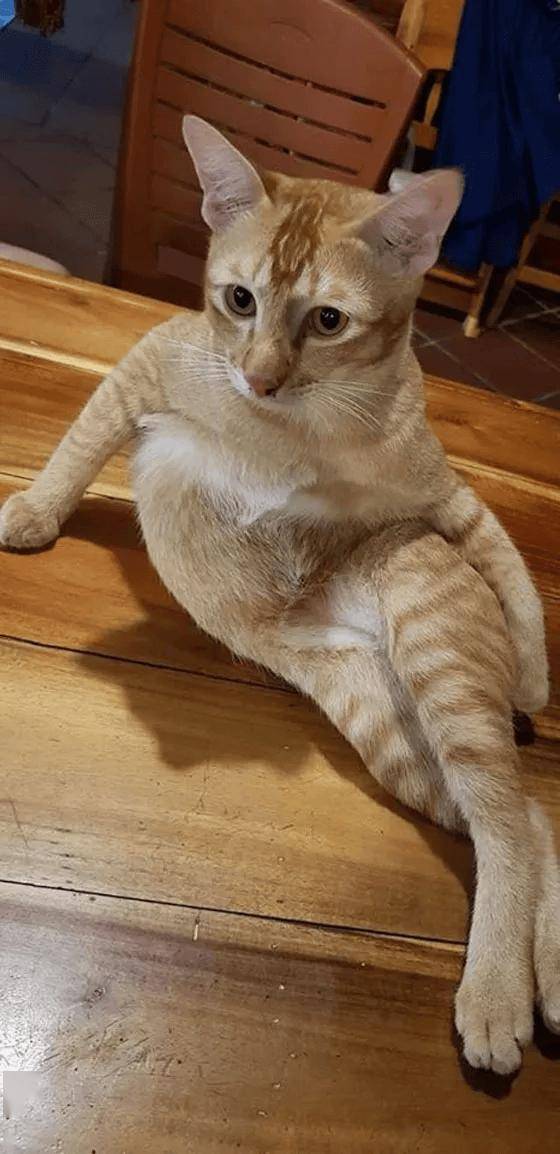 猫的骚姿引人围观群人大笑这猫的姿势好骚啊